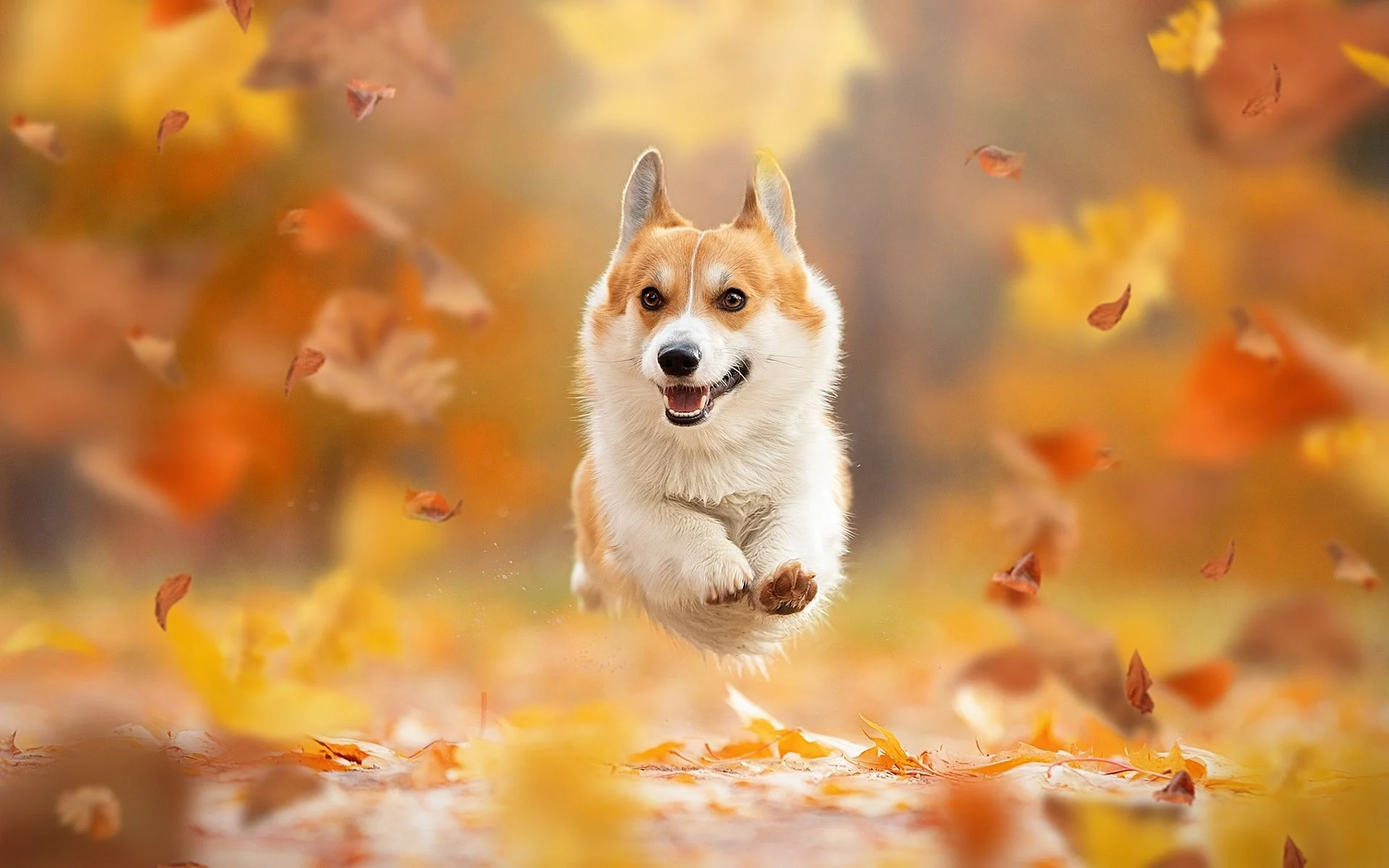 Corgi Desktop Wallpaper