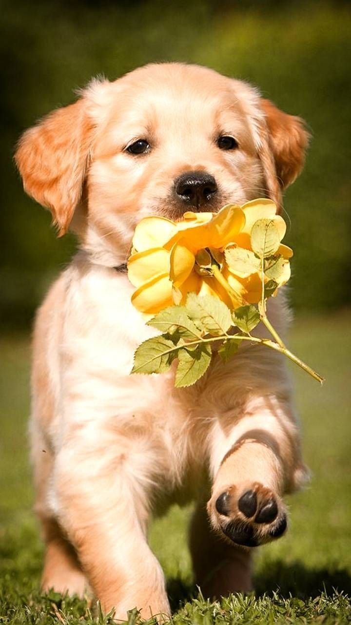 Background Cute Puppy Wallpaper