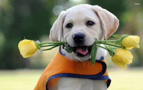 Cute Puppy Desktop Wallpaper