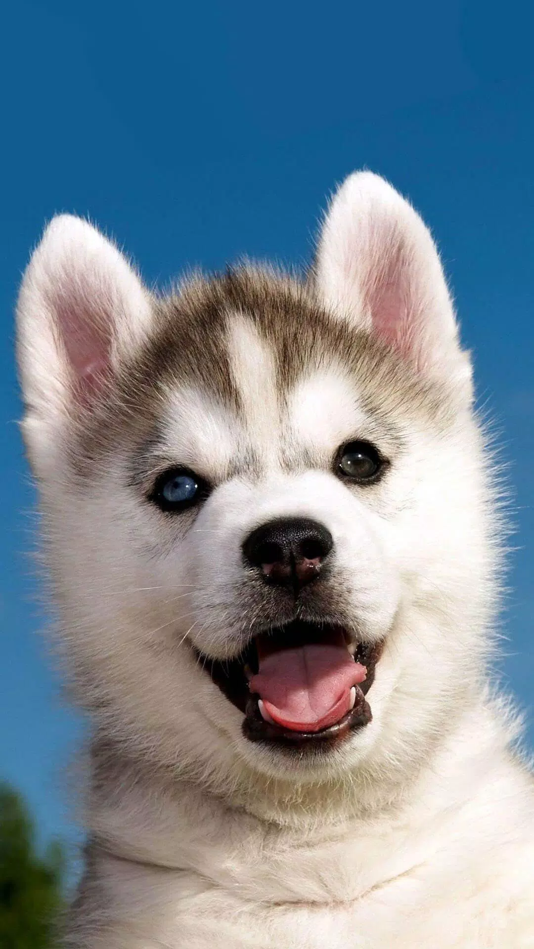 Background Cute Puppy Wallpaper