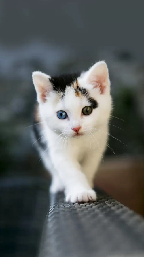 Background Cute Cat Wallpaper