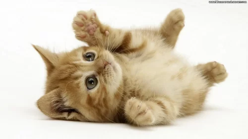Kitten Desktop Wallpaper