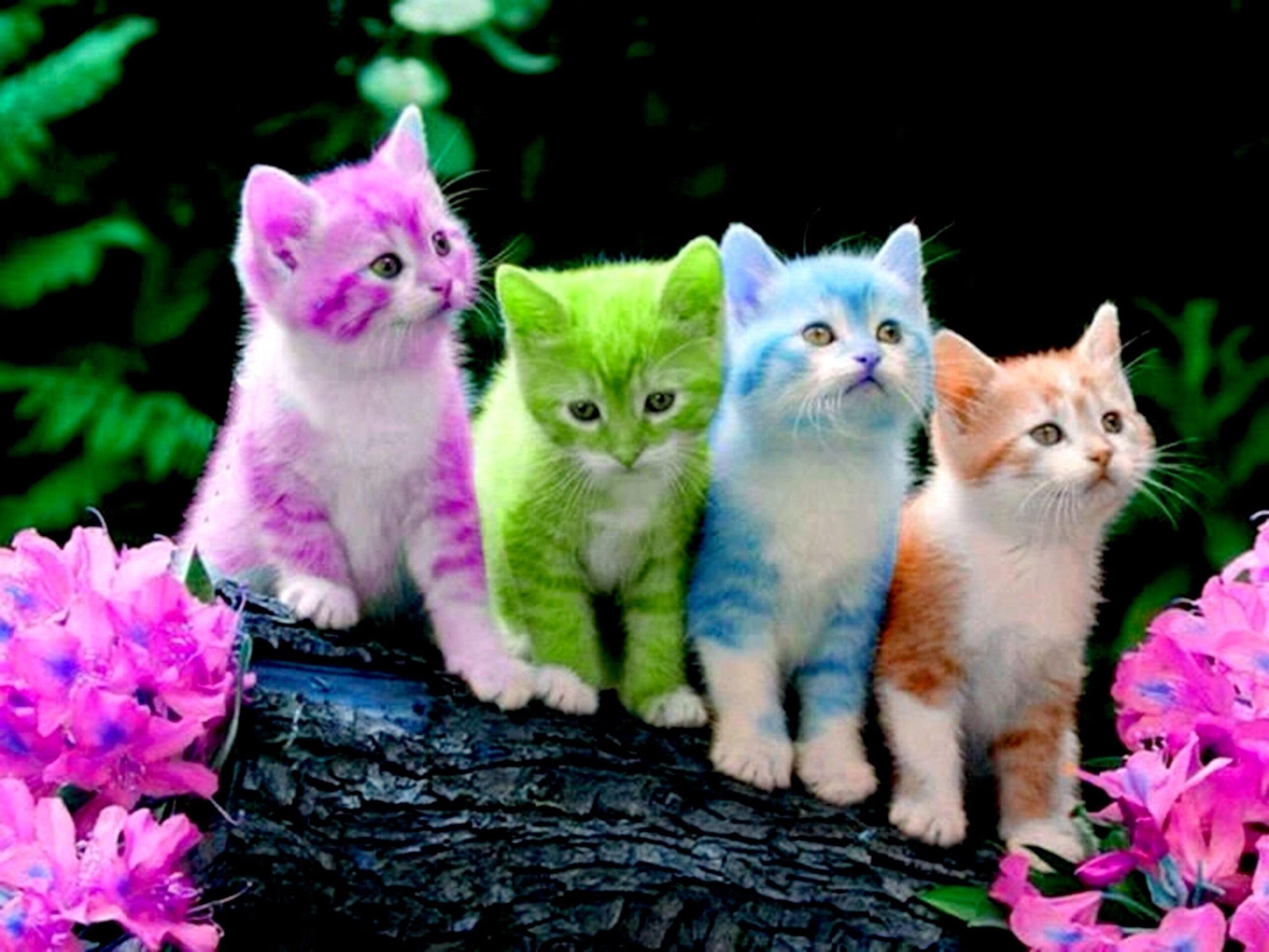 Kitten Desktop Wallpaper