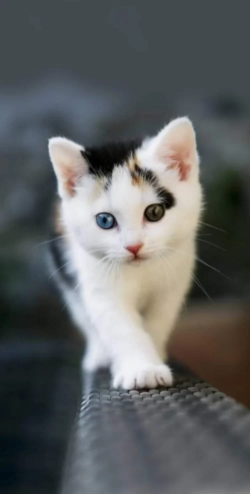 Background Kitten Wallpaper