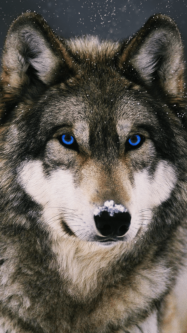 Background Wolf Wallpaper