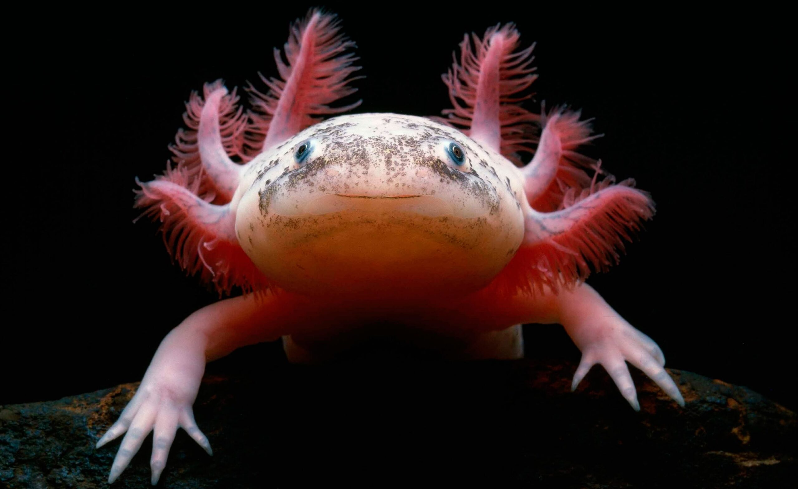 Axolotl Desktop Wallpaper