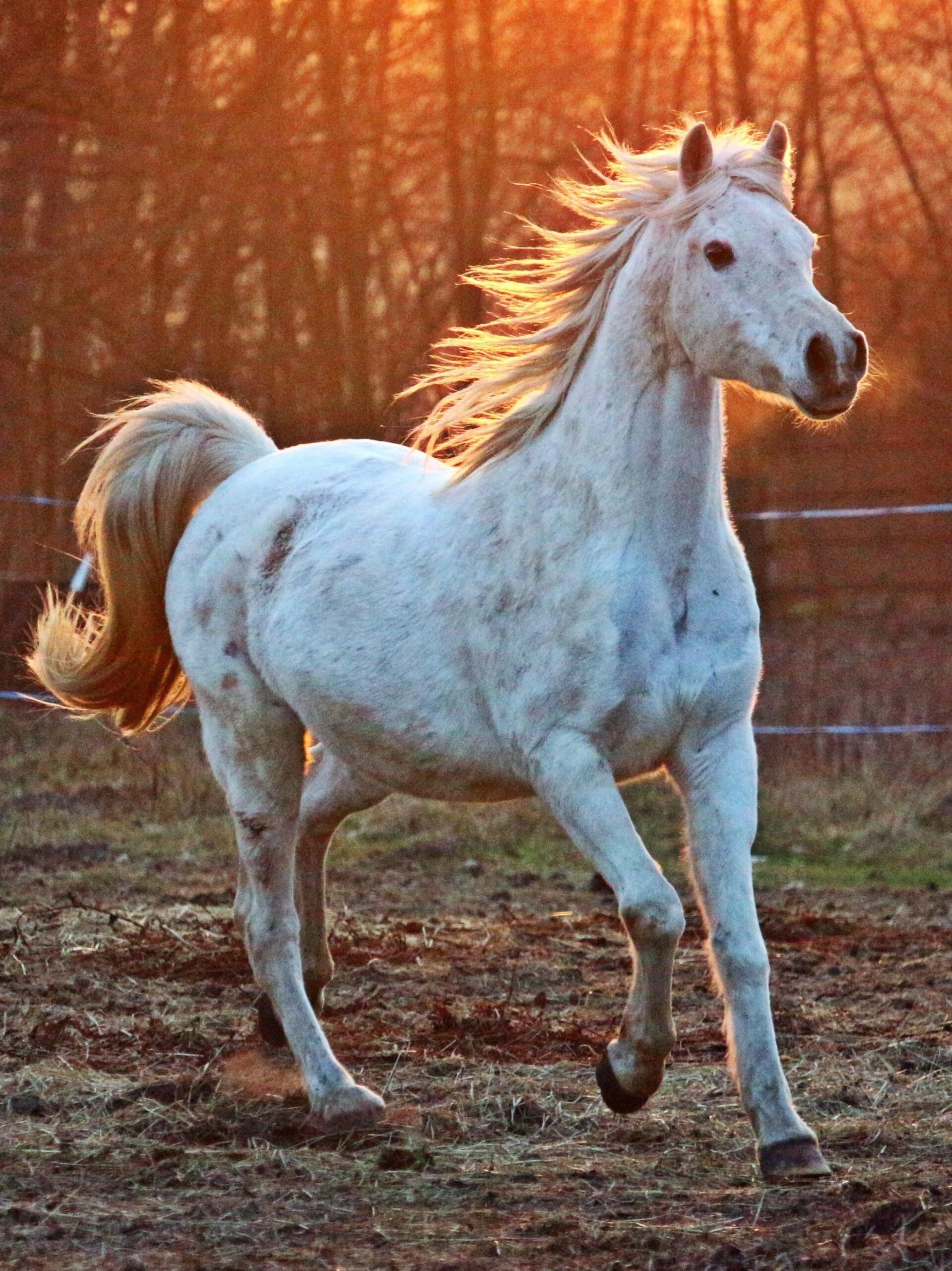 Background Horse Wallpaper