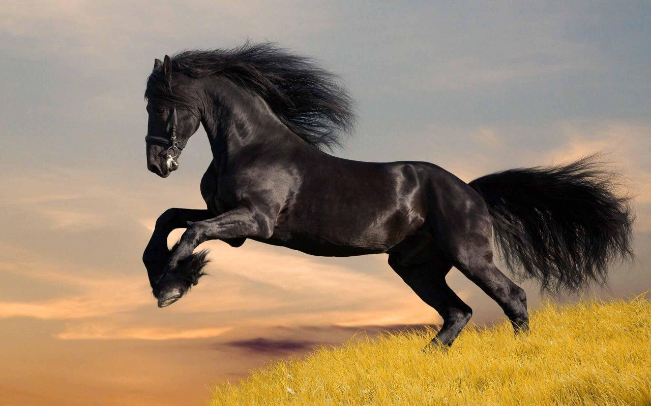 Horse Desktop Wallpaper