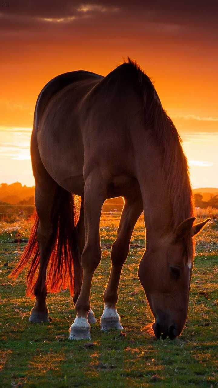 Background Horse Wallpaper