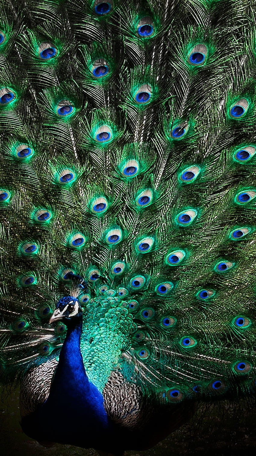 Background Peacock Wallpaper