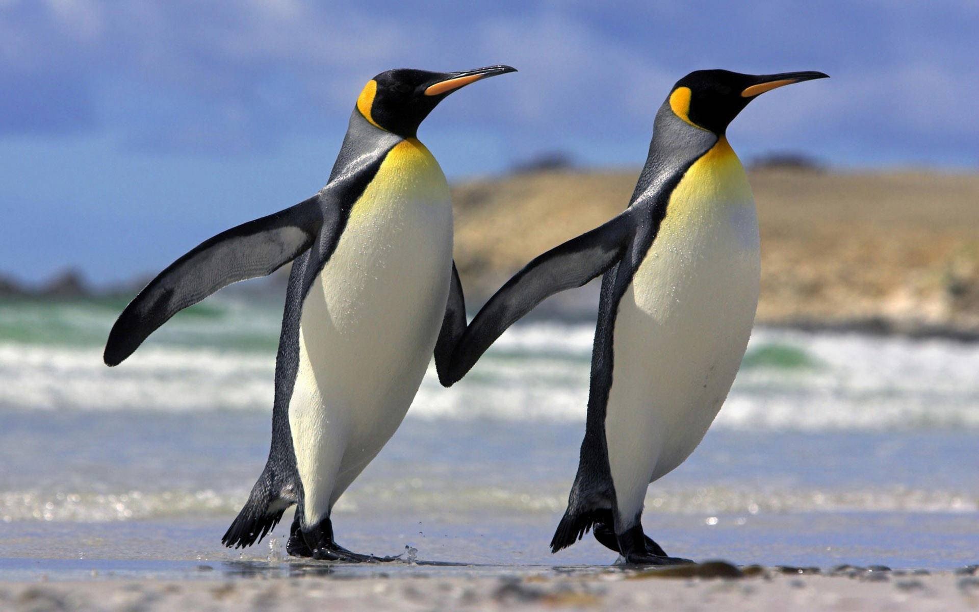 Penguin Desktop Wallpaper