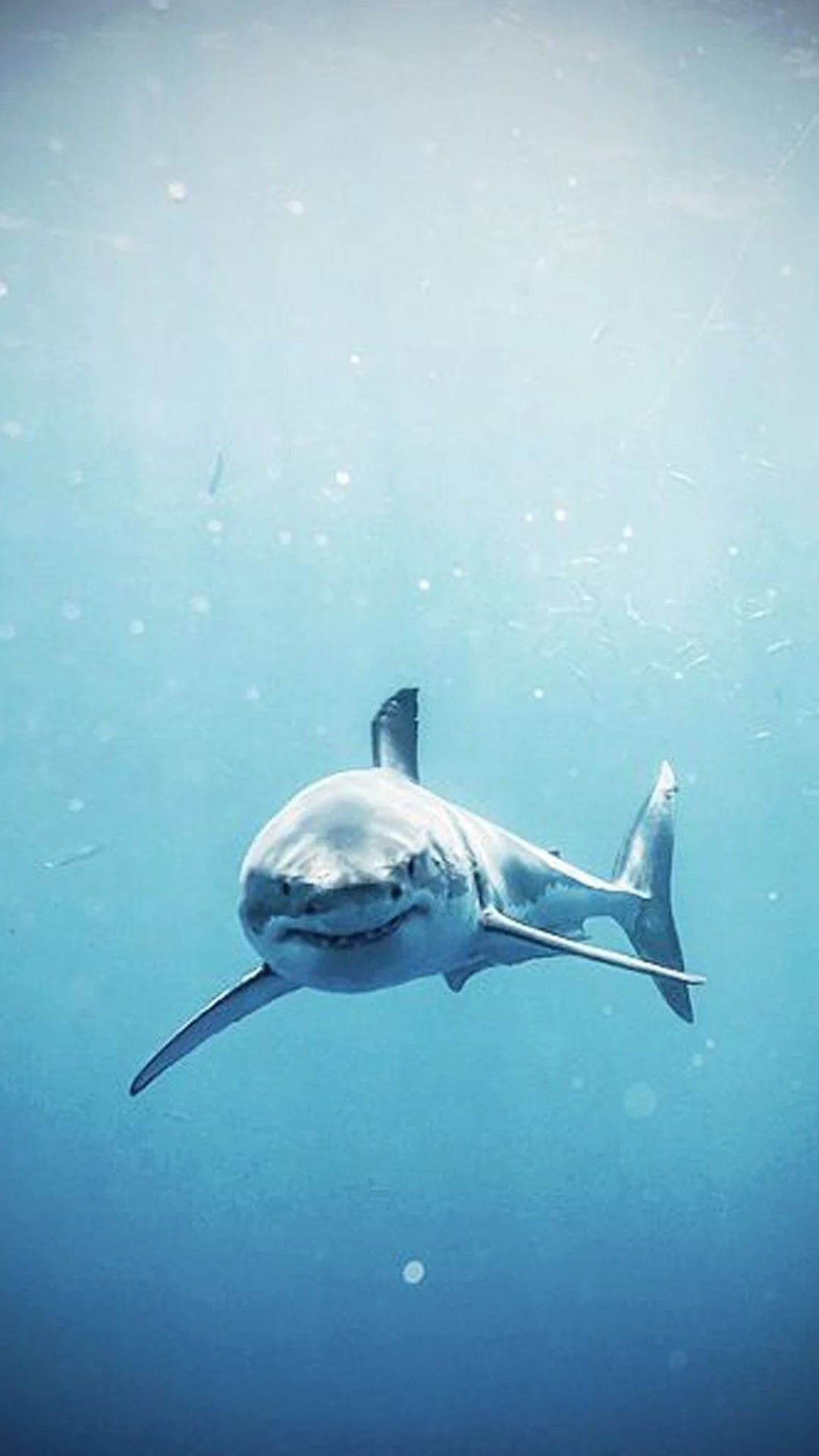 Background Shark Wallpaper