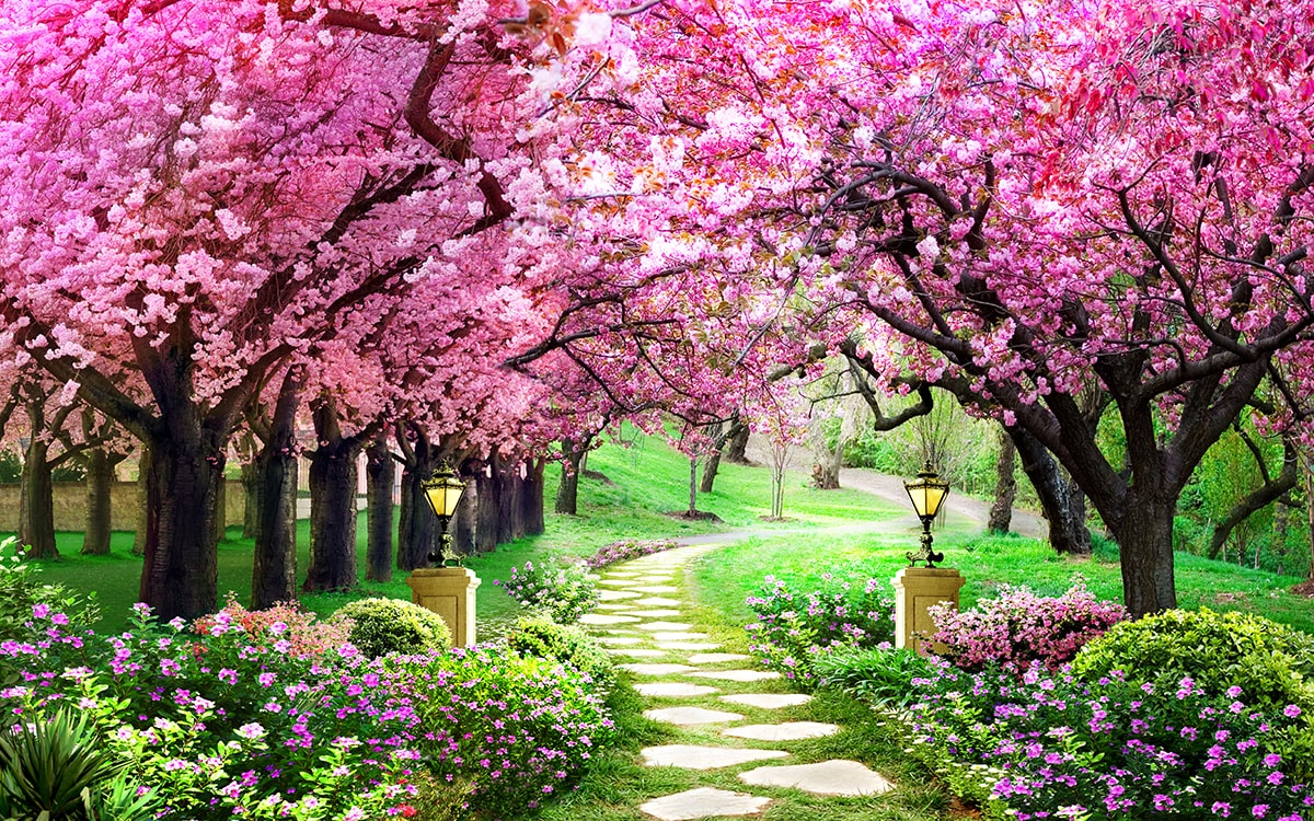 Cherry Blossom Desktop Wallpaper