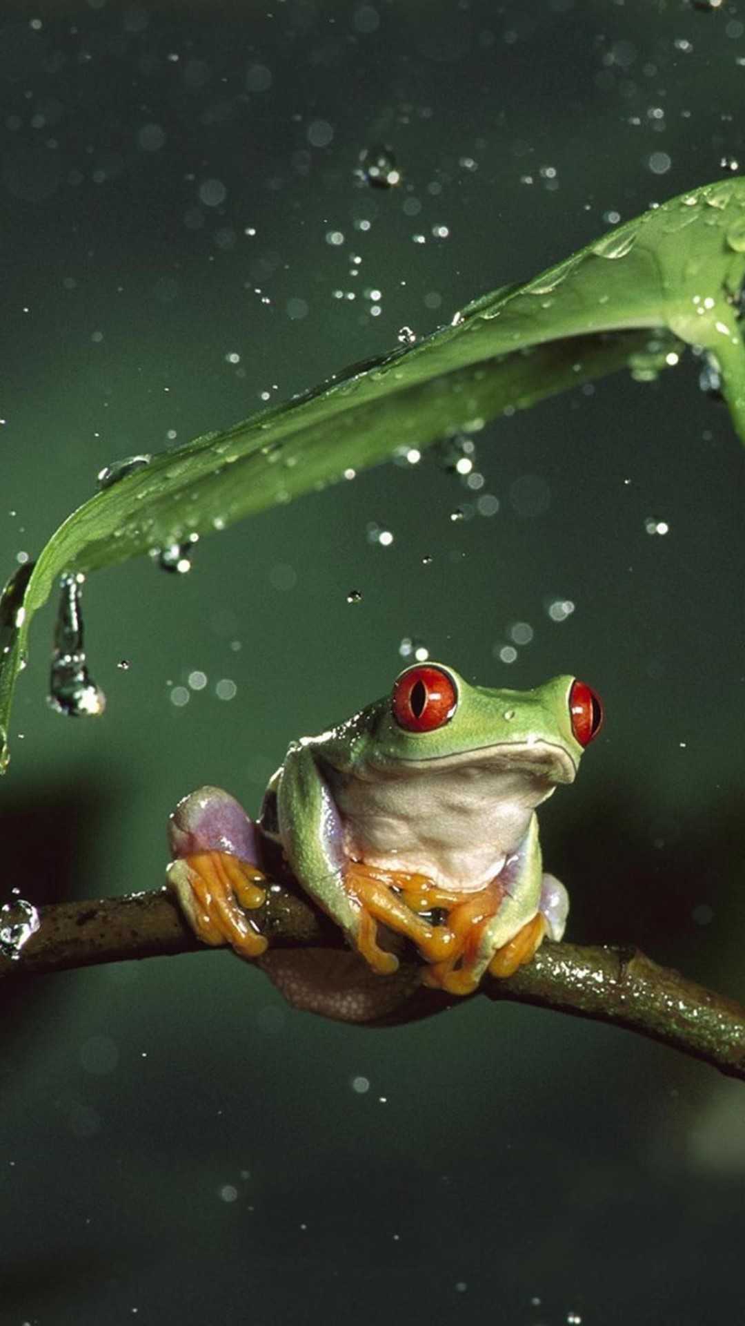 Cute Frog Wallpaper
