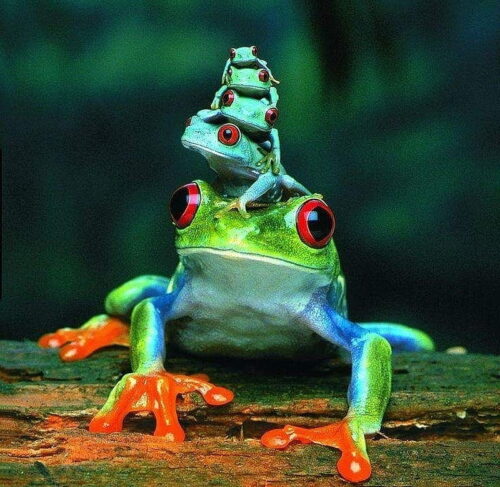 Cute Frog Wallpaper
