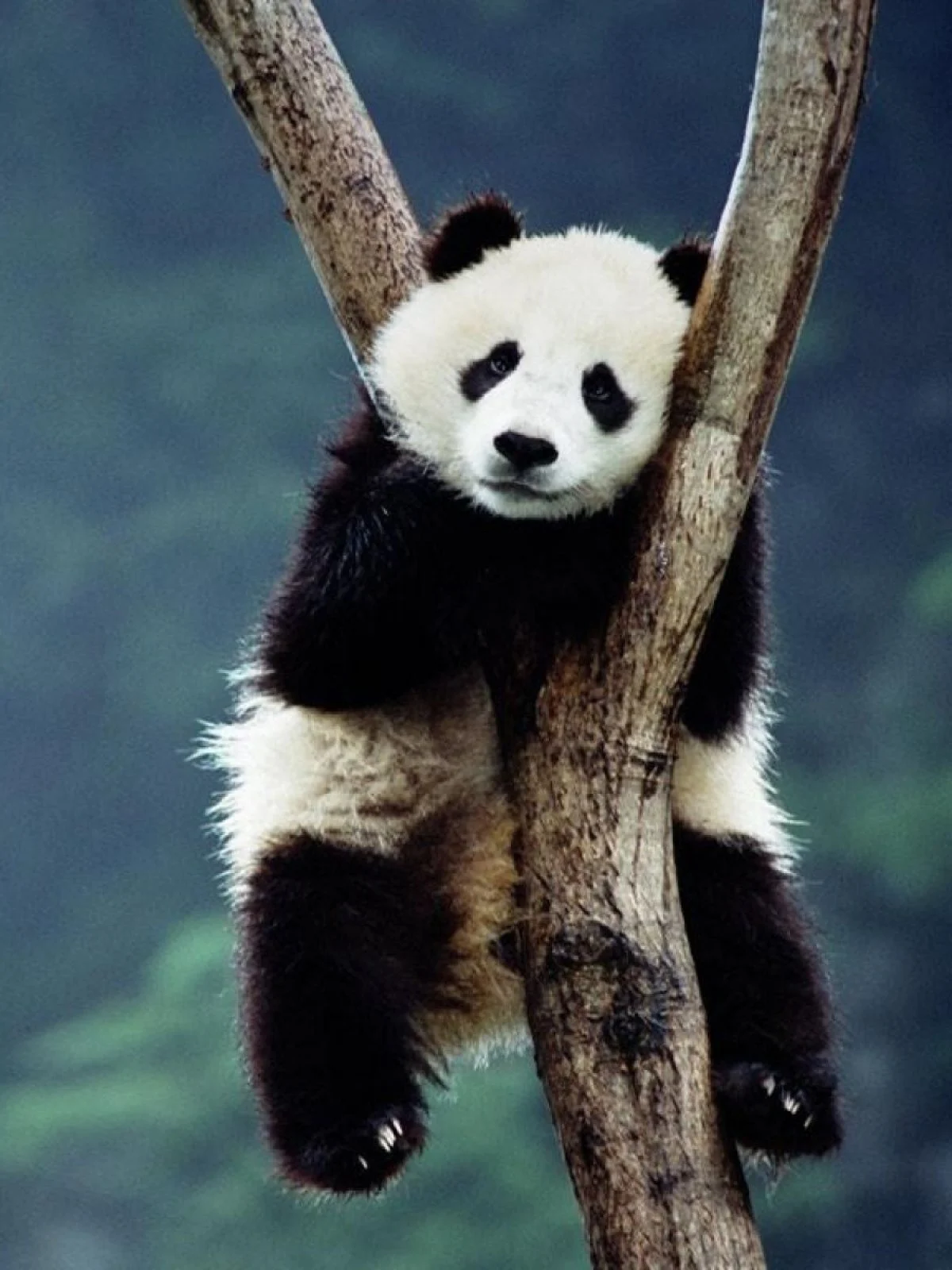 Background Panda Wallpaper