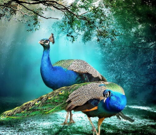 Background Peacock Wallpaper