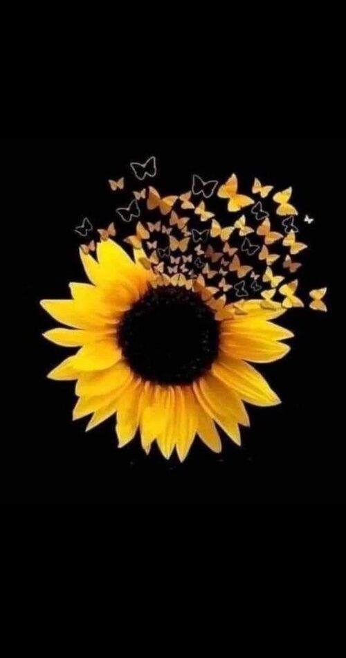 Background Sunflower Wallpaper