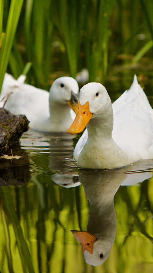 Background Duck Wallpaper