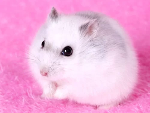 Background Hamster Wallpaper