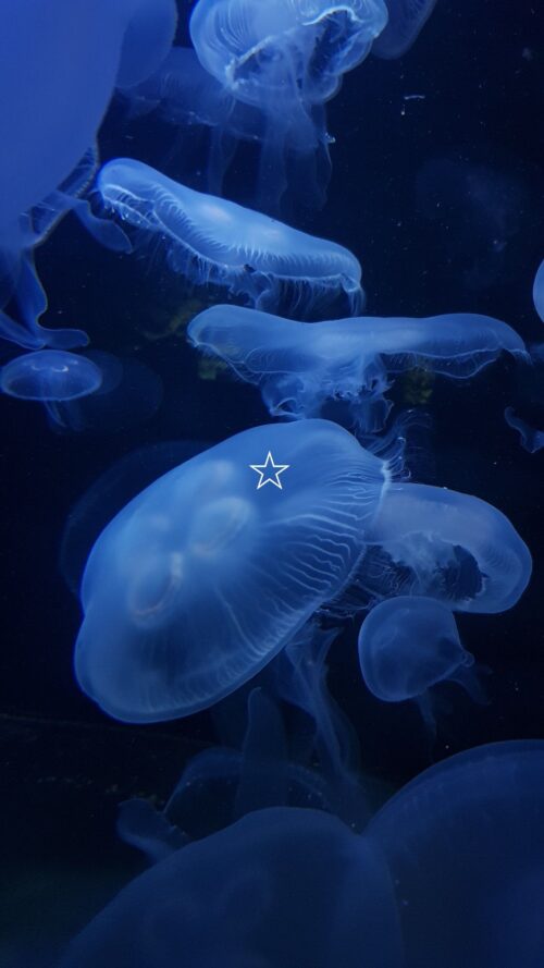 Background Jellyfish Wallpaper