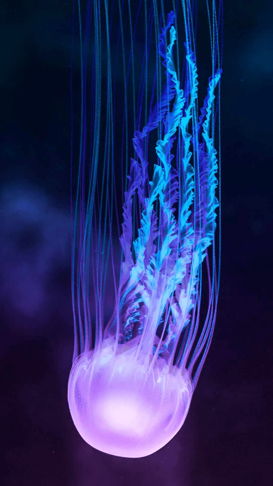 Background Jellyfish Wallpaper