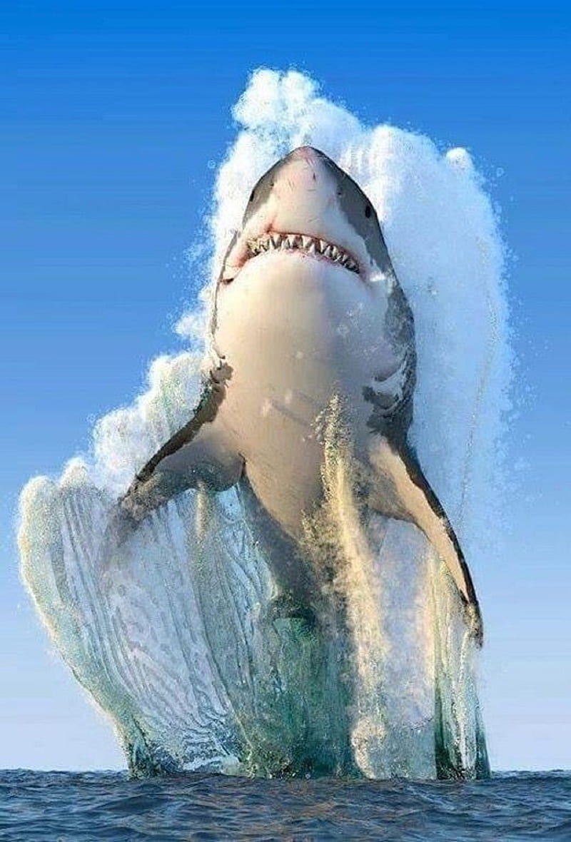 Background Shark Wallpaper