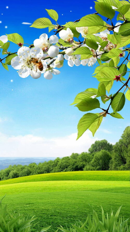 Background Spring  Wallpaper