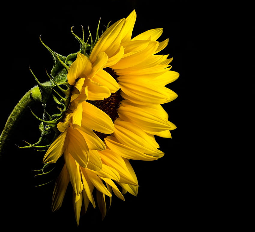 Background Sunflower Wallpaper