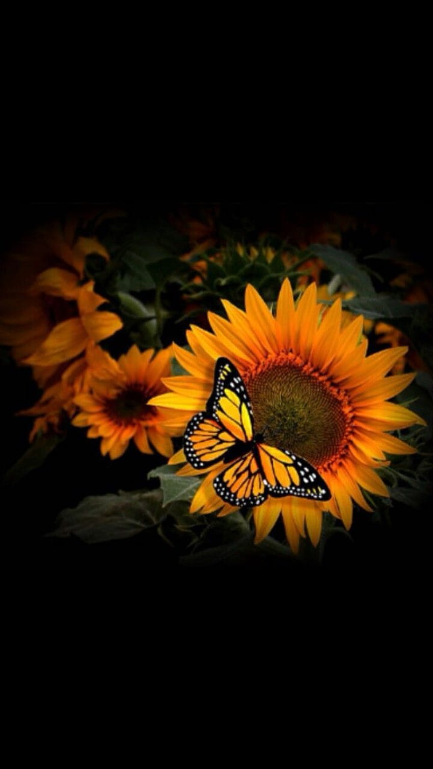 Background Sunflower Wallpaper