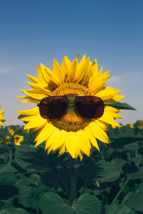 Background Sunflower Wallpaper