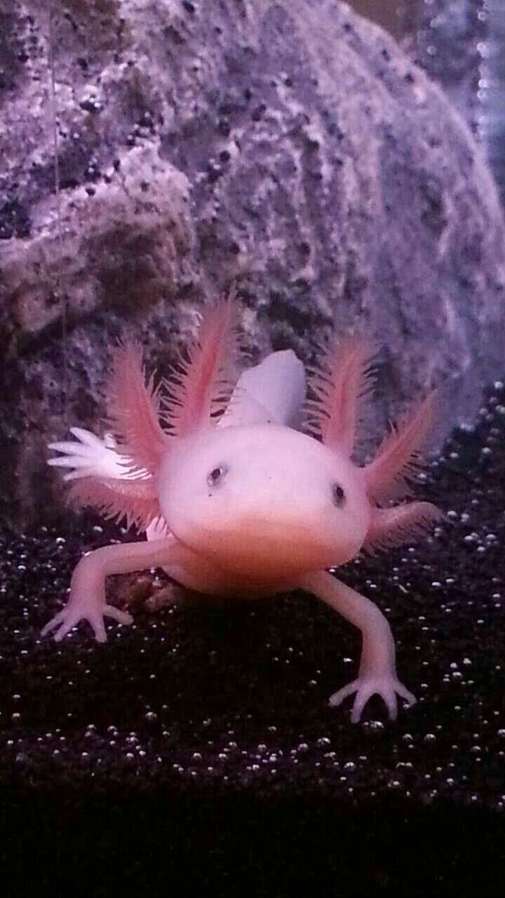 Background Axolotl Wallpaper