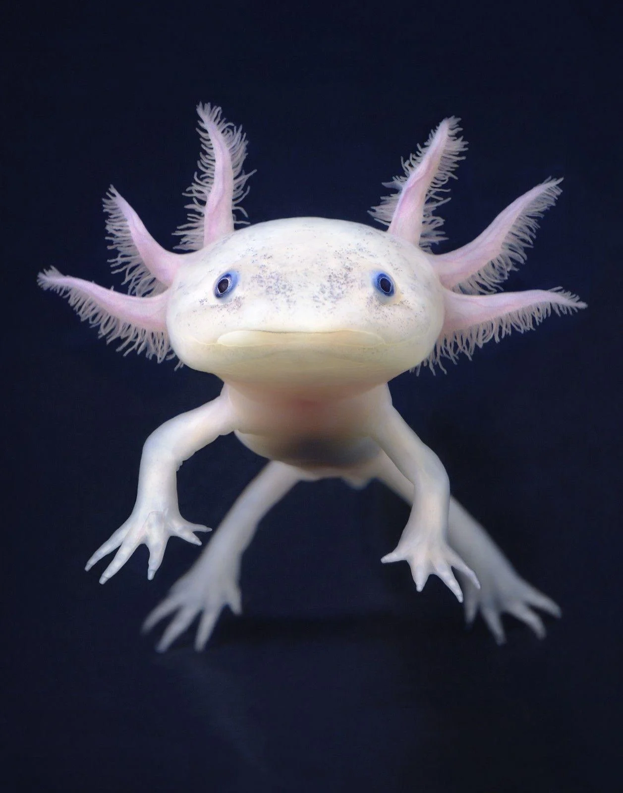 Background Axolotl Wallpaper