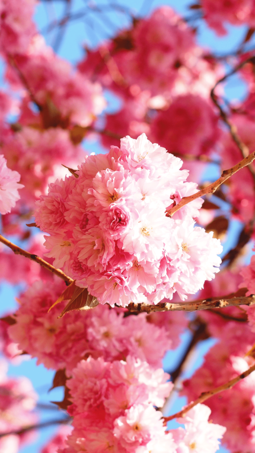 Background Cherry Blossom Wallpaper