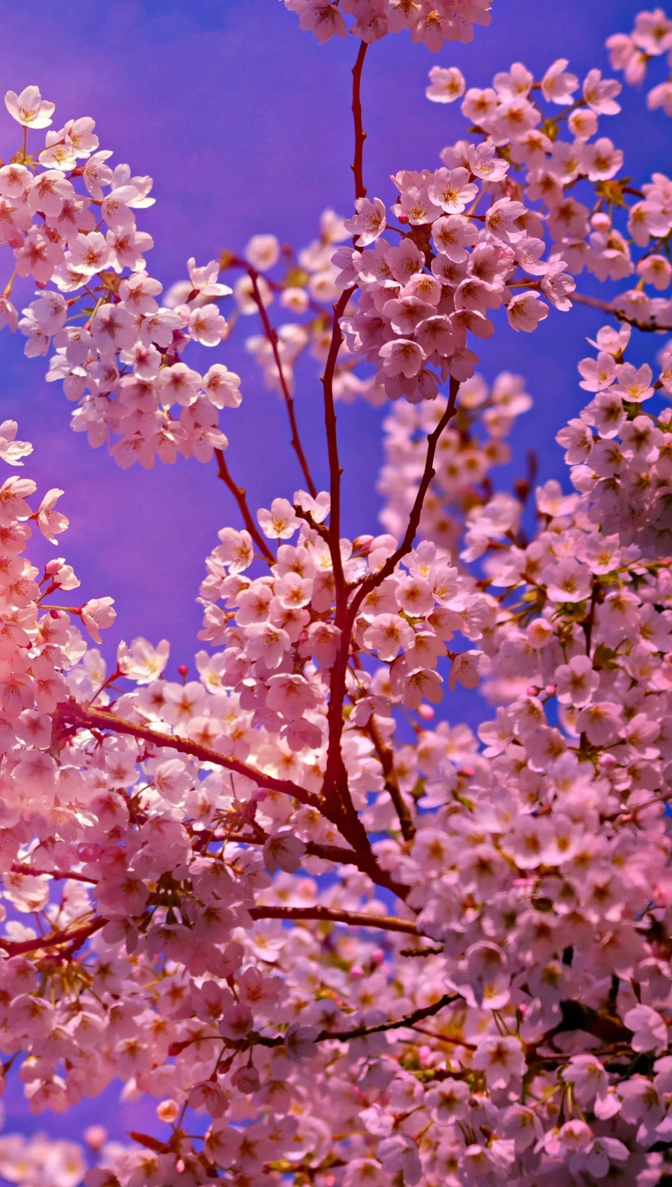 Background Cherry Blossom Wallpaper