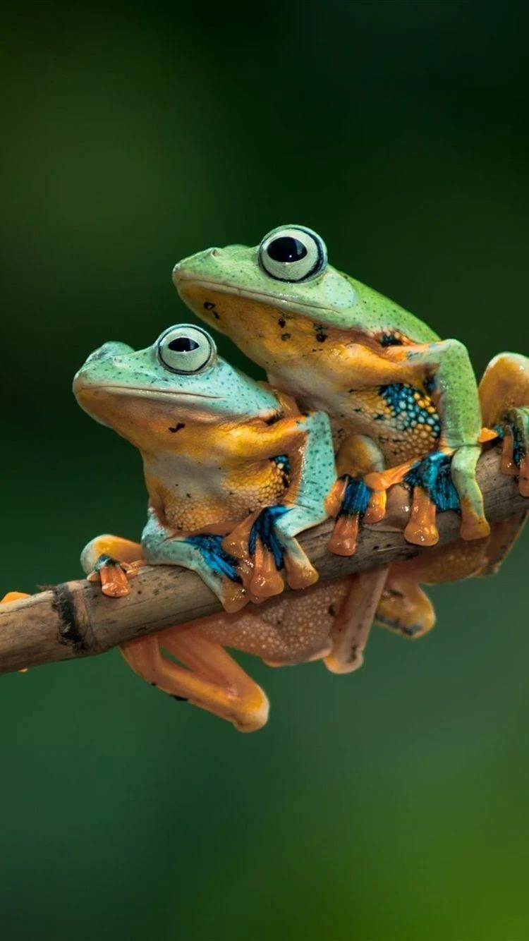 Background Cute Frog Wallpaper