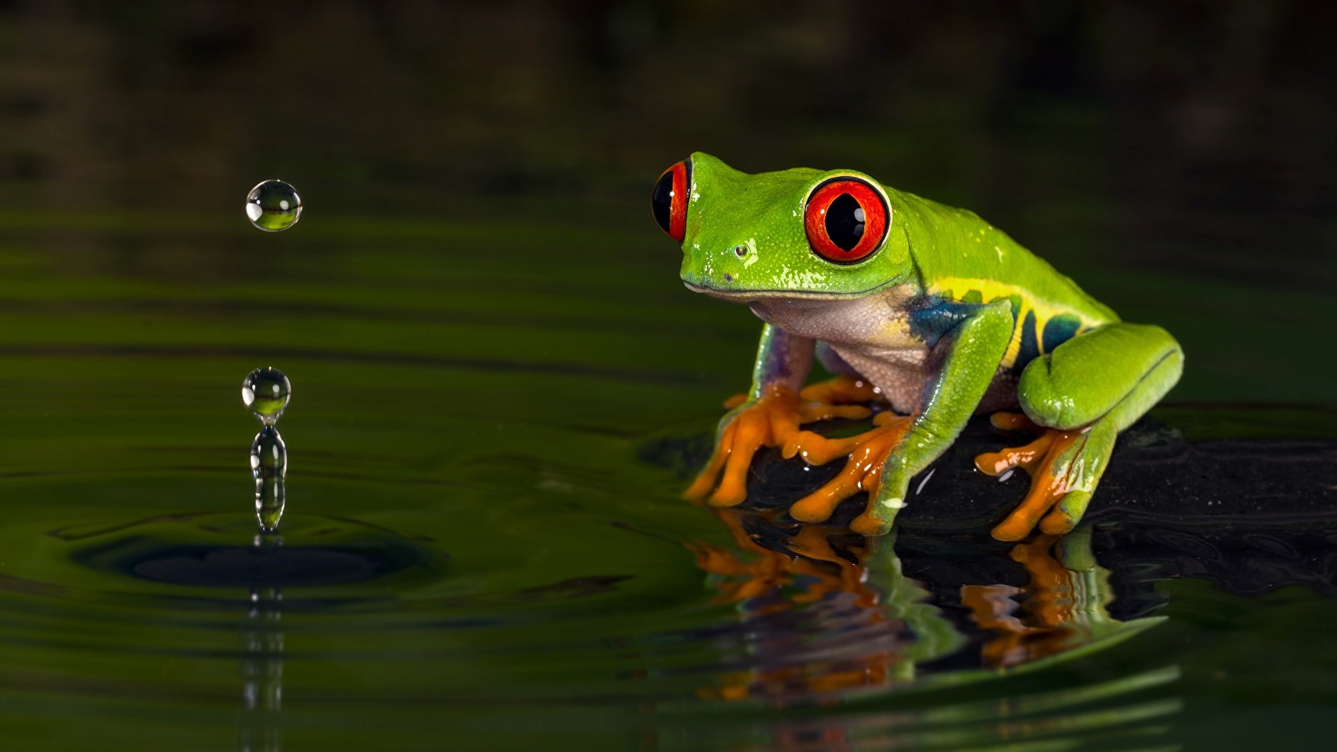 Cute Frog Desktop Wallpaper