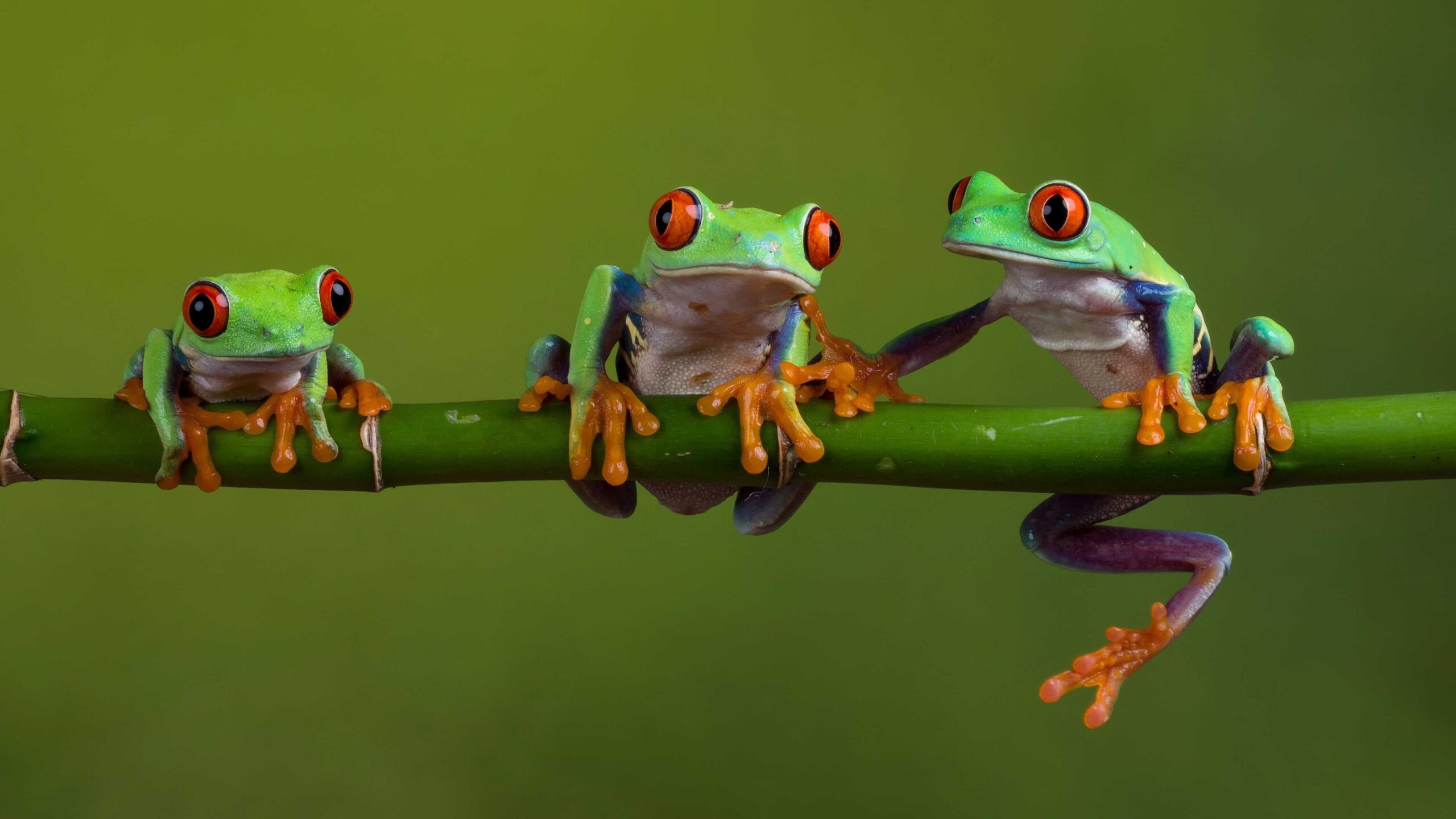 Cute Frog Desktop Wallpaper