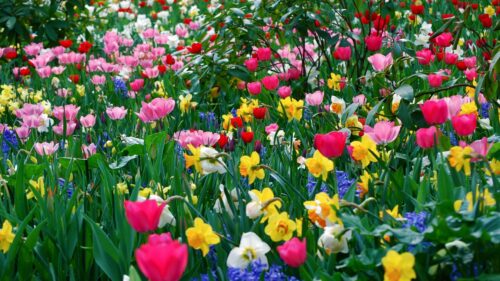 Spring Desktop Wallpaper