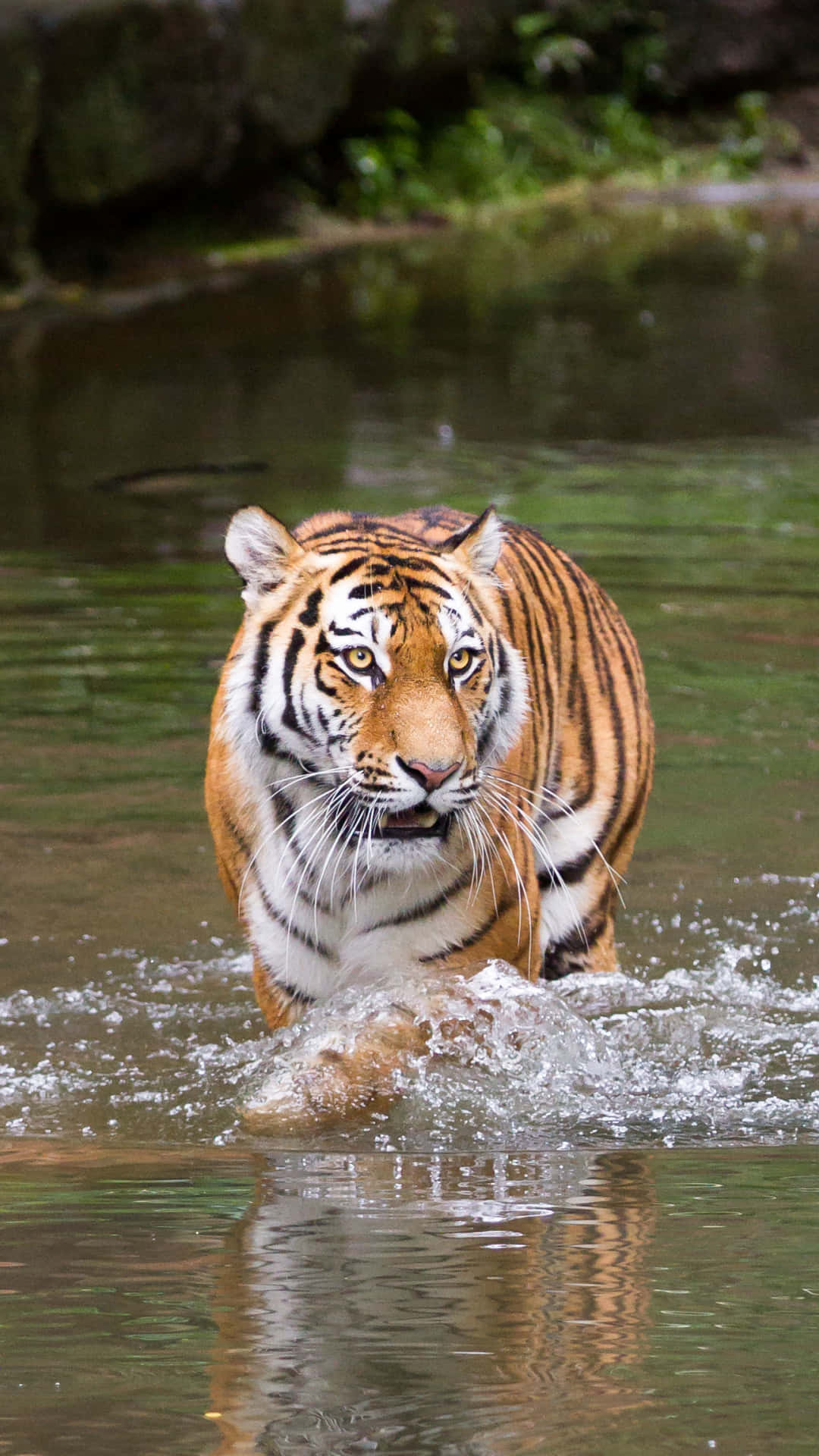 Background Tiger Wallpaper