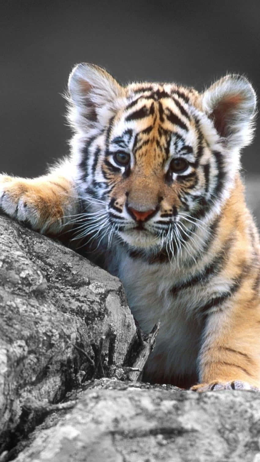 Background Tiger Wallpaper