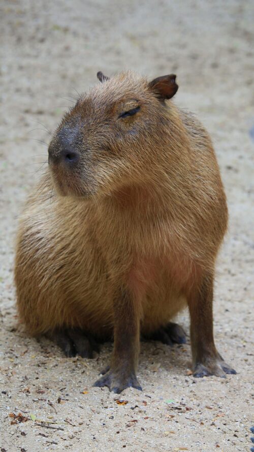 Background Capybara Wallpaper