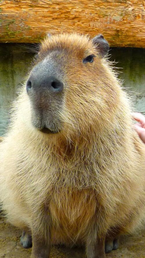 Background Capybara Wallpaper