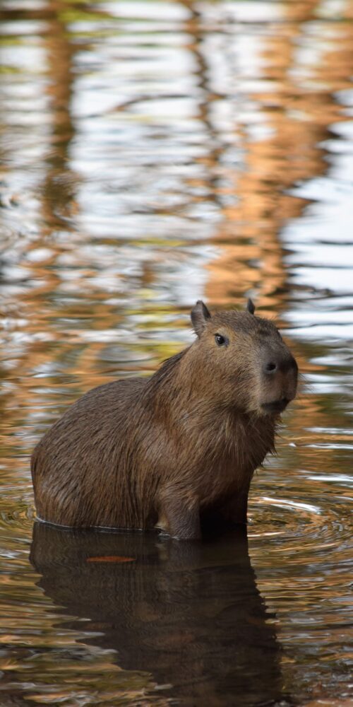 Background Capybara Wallpaper