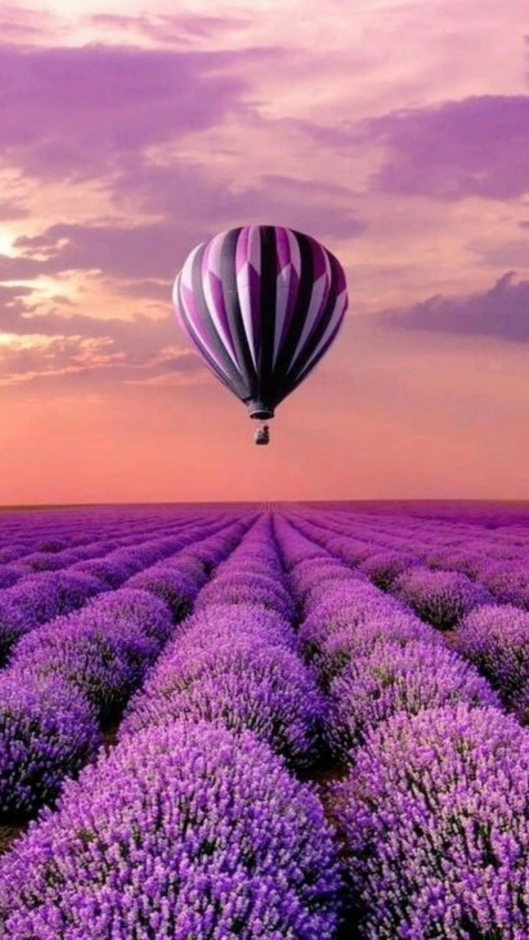 Lavender Background Wallpaper