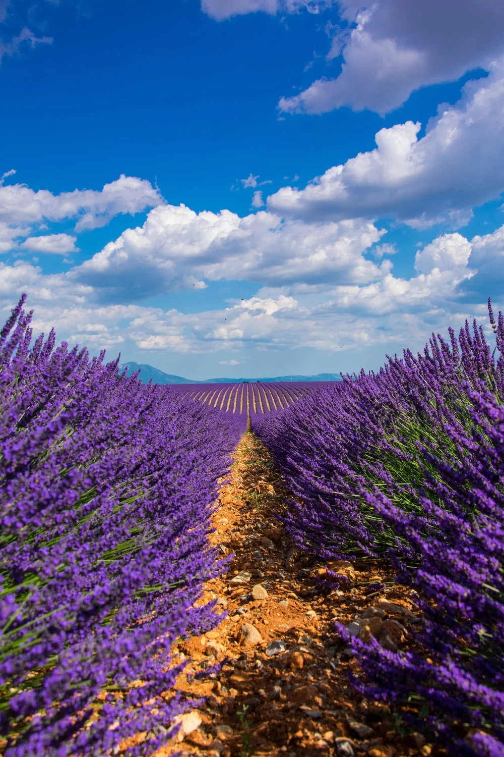 Lavender Background Wallpaper