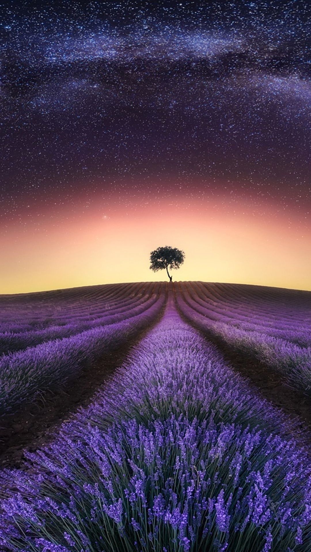 Lavender Background Wallpaper