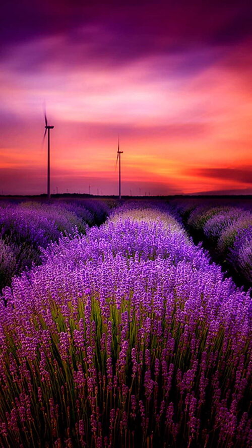 Lavender Background Wallpaper