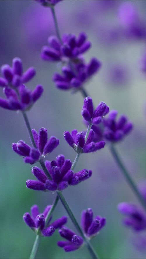 Lavender Background Wallpaper