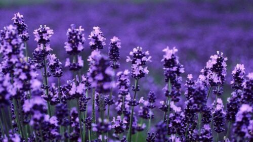 Desktop Lavender Wallpaper